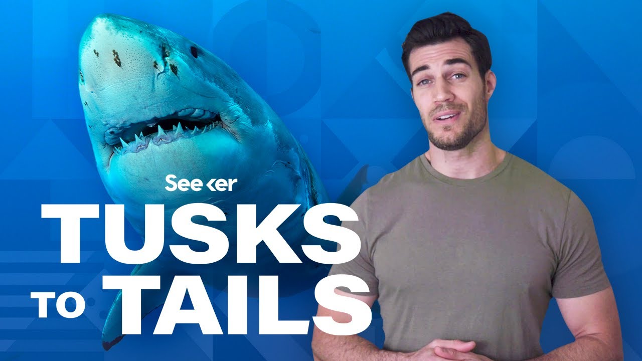 How Sharks Use Electricity To Sense Prey