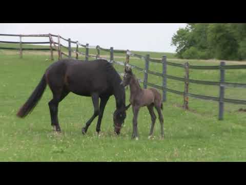 Cadeau Noir colt and Furstenball dam, early days