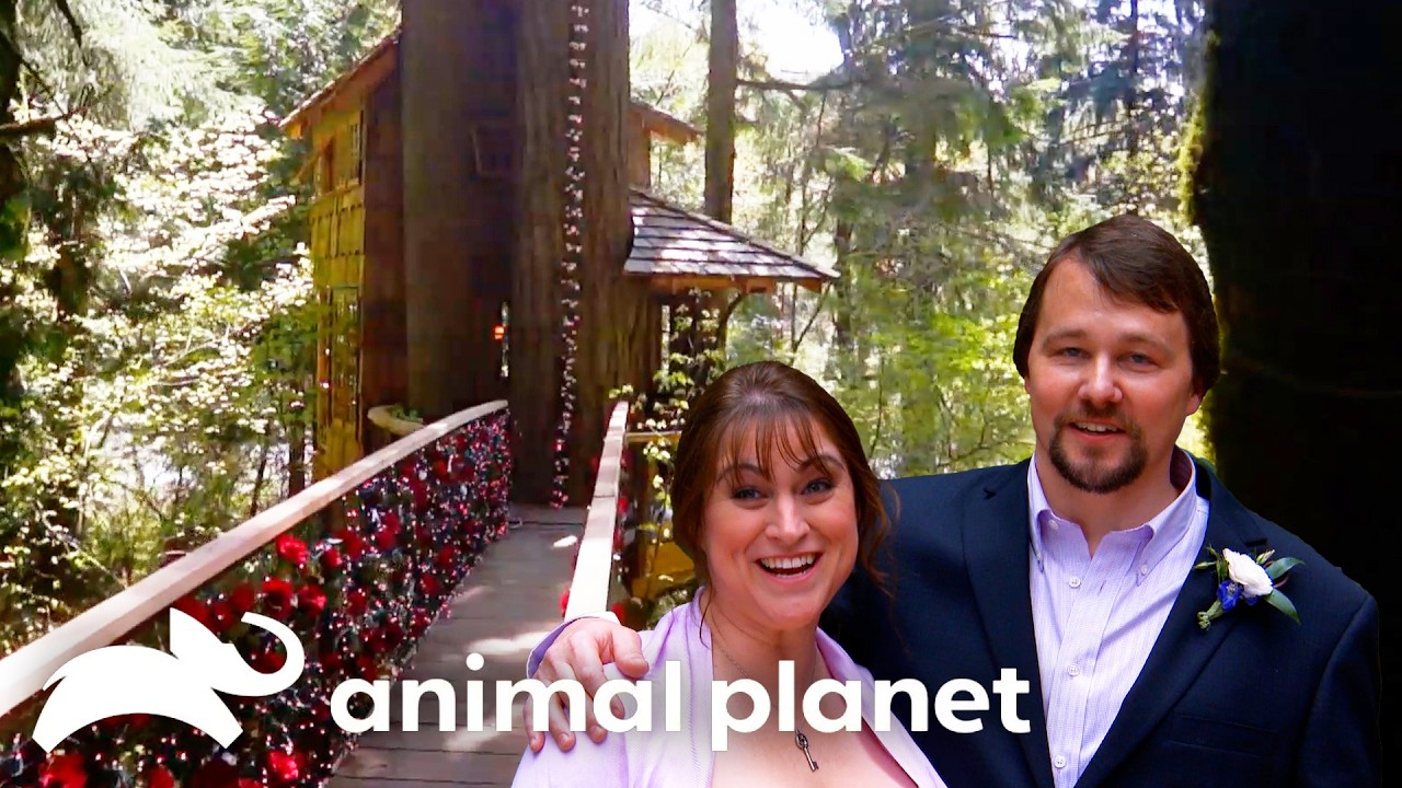 Wedding Bells Ring for this Treehouse of LOVE! | Treehouse Masters | Animal Planet