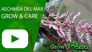 Aechmea Del Mar - grow & care (Aechmea dichlamydea)
