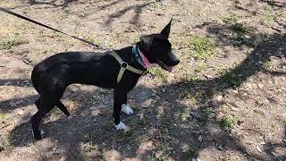 Video preview image #1 Shollie Puppy For Sale in Bandera, TX, USA