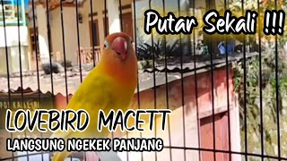 Download lagu Masteran burung Lovebird,suara burung Lovebird ngekek panjang mp3 Download lagu Masteran burung Lovebird,suara burung Lovebird ngekek panjang mp3