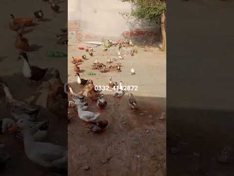 Ducks in their natural habitat