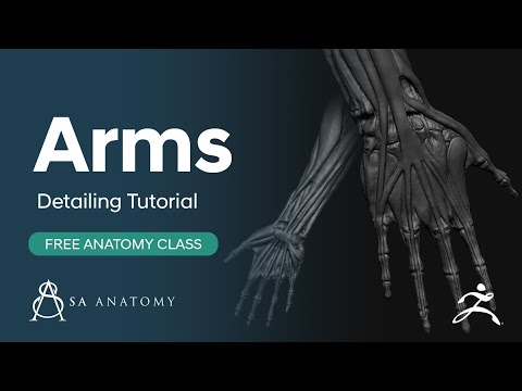 Female Anatomy Figure - Detailing The Arms In ZBrush Core (2021)