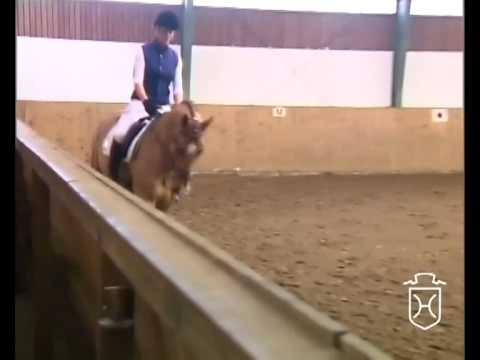 Holsteiner Stute von Casall - Corrado I - Cassini I