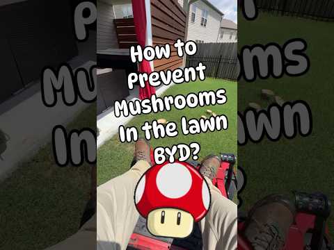 How to Prevent Mushrooms in the lawn?
