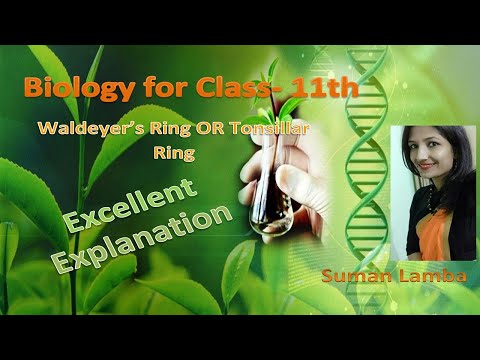 Waldeyer's ring or Tonsillar ring