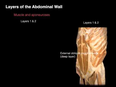 Ant Abdominal Wall Anterior view