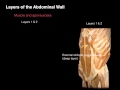 Ant Abdominal Wall Anterior view