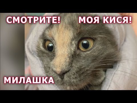 Fluffy Friends My Kitten Милые Котики котята