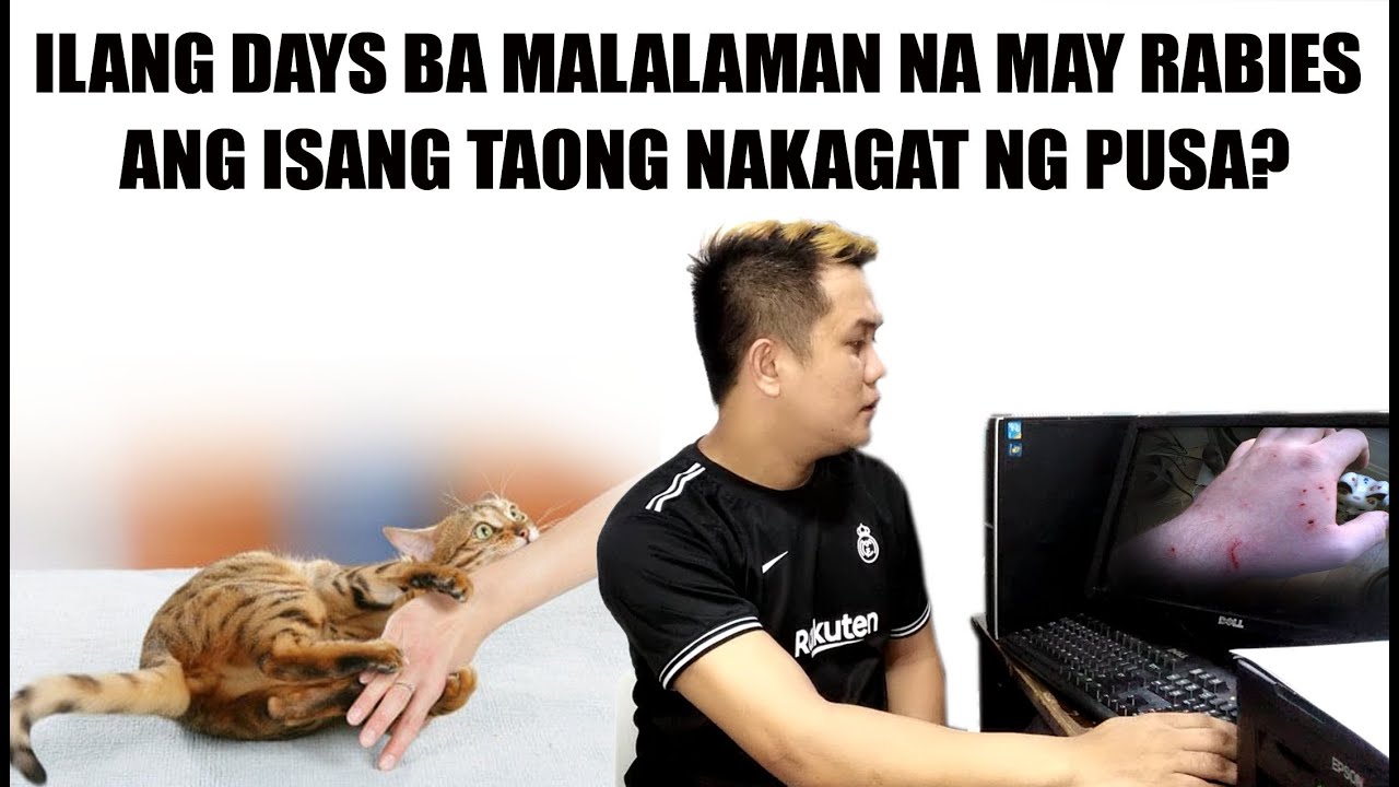 ILANG DAYS BA MALALAMAN NA MAY RABIES ANG ISANG TAONG NAKAGAT NG PUSA