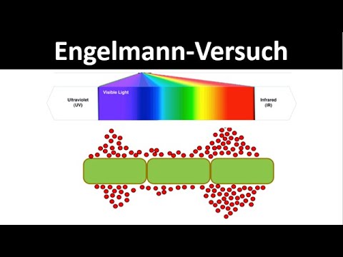 Engelmann Experiment [Spectrum of Action of Photosynthesis] - [Biology, Upper Secondary Level]
