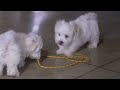 Maltese dogs for sale: Mason - Video 1