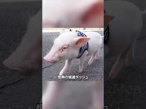 100 วันอันตราย #pig #shots