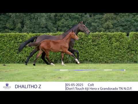 DHALITHO Z