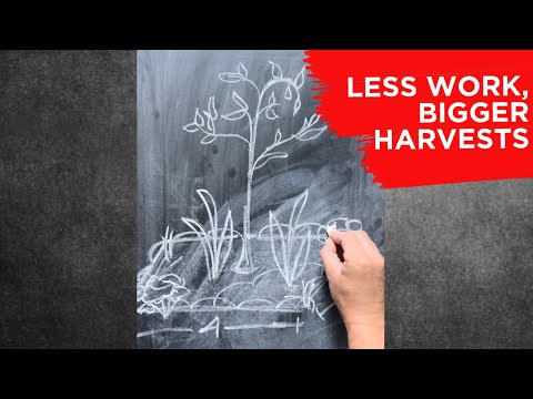 Permaculture Fruit Tree Guilds Explained, Companion Plants or Polyculture for an Apple Tree