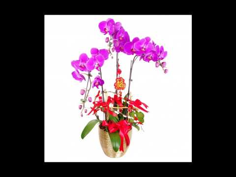 download lagu mp3 mp4 Chinese New Year Flower Delivery Singapore, download lagu Chinese New Year Flower Delivery Singapore gratis, unduh video klip Chinese New Year Flower Delivery Singapore