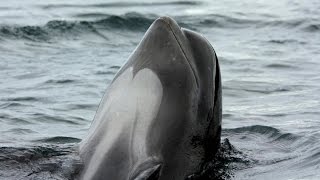 A Wavering Sun - Poem about the Slaughter in Taiji