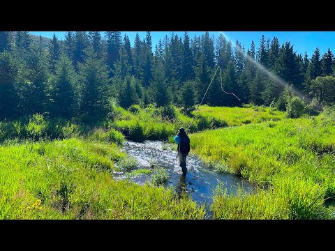 I Discovered A Hidden World Full Of Brook Trout