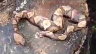 Cabeça de cobra cortada ataca seu próprio corpo! Incrível!