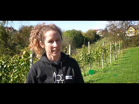 Gastronomija Međimurje