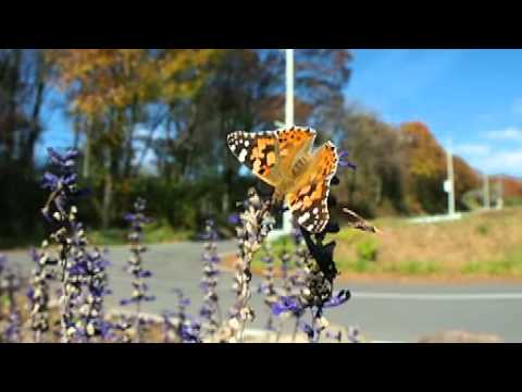 秋の花壇のヒメアカタテハ