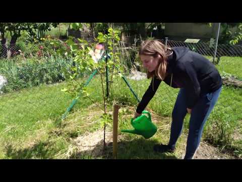 Der beste natürliche Dünger - Brennesseljauche selber herstellen