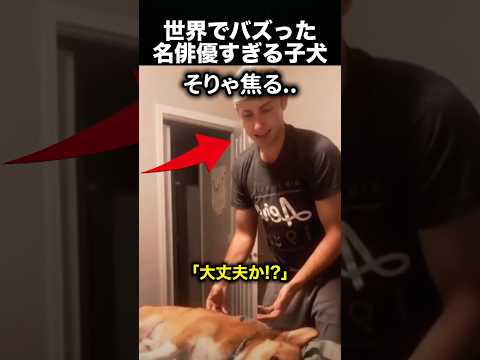 名俳優すぎる子犬…その“演技力”に飼い主も困惑！