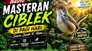 Download lagu Audio  ciblek liar di pagi hari mp3
