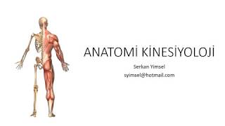 Anatomi Kinesiyoloji