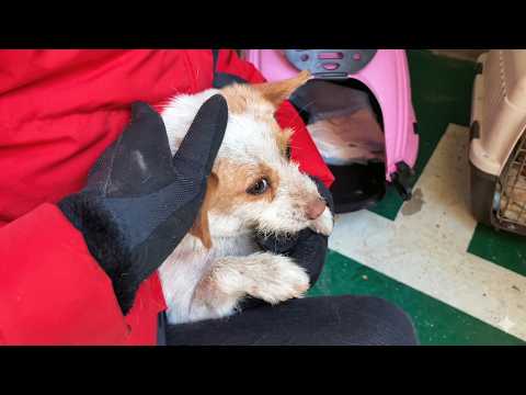 I Saved A Stray Dog, And She Gave Me The Best Surprise Ever