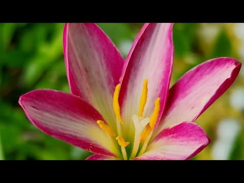 Vrinda garden is live!