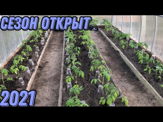 Как правильно сажать помидоры в открытый грунт рассадой. Поздно ли садить помидоры в апреле. Поздно ли садить помидоры в апреле. Поздно ли садить помидоры в апреле. Посадка томатов в открытый грунт рассадой.