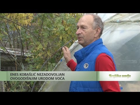 KRAJIŠKA ZEMLJA - ENES KOBAŠLIĆ NEZADOVOLJAN OVOGODIŠNJIM URODOM VOĆA