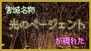 宮城の風物詩【光のページェント】に一人で行ってみた！