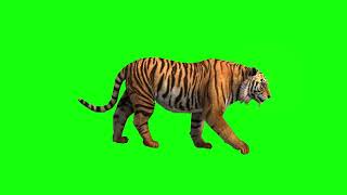 4k tiger walking screaming and sitting greenscreen