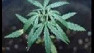 Toots and the Maytals Never You Change take 3