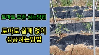#토마토모종 심는방법  #토마토 실패 없이 잘 키우는방법