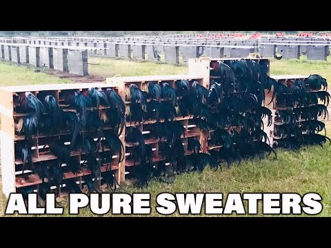 Pure Sweater GUEROMEL FARM Beautiful Birds Big Farm In Mexico