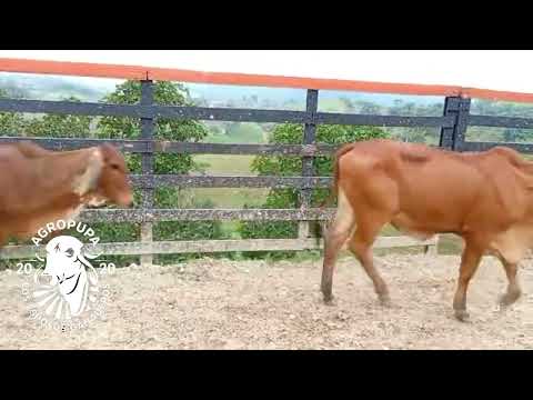 20 novillas  1 h de puerto boyaca ☎️ 3114115438  todas #fypシ゚viral  #fypyoutube  #ganaderoscolombia 