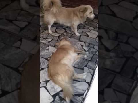 Beautiful dog's #sharjeelmirza