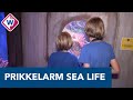 Dagje Sea Life voor autistische kinderen: 'Vissen moeten wennen aan bezoek' - OMROEP WEST