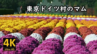 東京ドイツ村のマム『西洋菊』2023