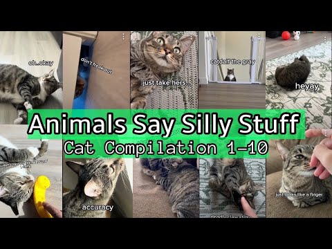 Animals Say Silly Stuff Cat Compilation #1-10 Richard and Ninette