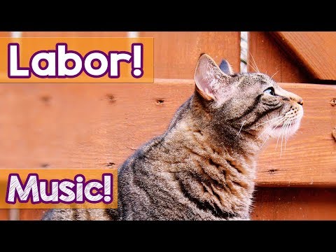 Help! My Cat is giving Birth! This Music Will Relax Your Kitty During Pregnancy  and Giving Birth!