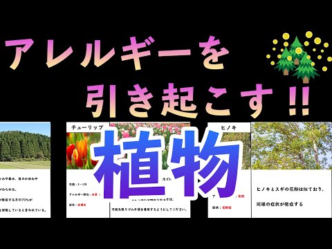 花粉アレルギーに苦しんでいますか？庭に植えてはいけないアレルギーの原因となる植物6選をご紹介します。  庭園