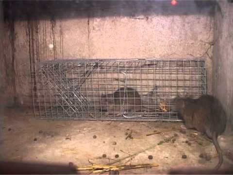 SZCZUR Żywołapka SZKODNIK pułapka RAT RATS