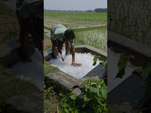 পাতাল থেকে পানি উঠছে। #agriculture #farmer #vairalshort