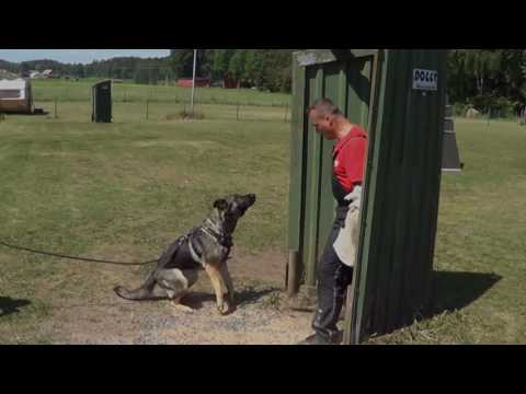 Ängsbackens Jolly Vit Glisnik kurs 2016