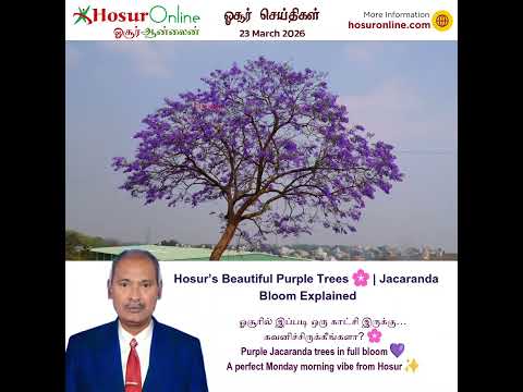 Jacaranda Trees in Full Bloom Add Purple Beauty to Hosur